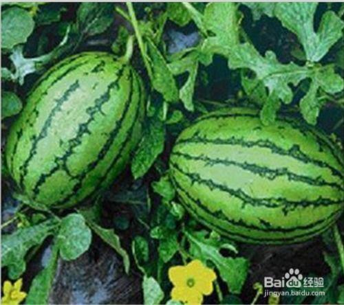 吃瓜网官网,带你领略网络娱乐资讯的盛宴